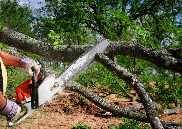 Tree Root Removal in Jennings Lodge, OR